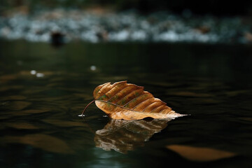 a leaf standing on the water Generative AI