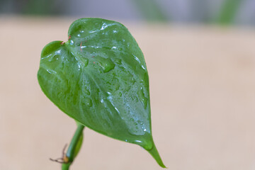 Obraz premium Close up of green leaf of philodendron with water drops on it, nature background