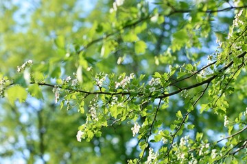 Dzrewo głóg kwitnący na biało. Białe kwiaty baza pokarmowa dla zapylaczy.. Soczysta zieleń drzew © ICON