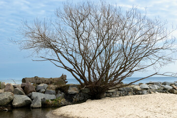 A bare tree on the seashore among the stones. Bay of the Baltic Sea. Gdynia, Poland.