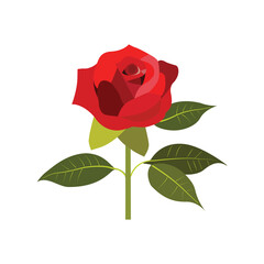 vector real color nice rose,pj