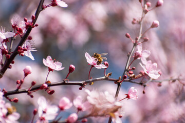 pink cherry blossom