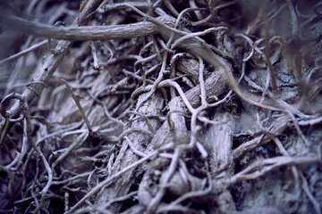 branches of plant on the wall