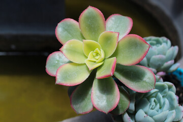 Planta suculenta 