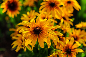 Yellow flowers grow on the field. Sunflowers bloom on the field