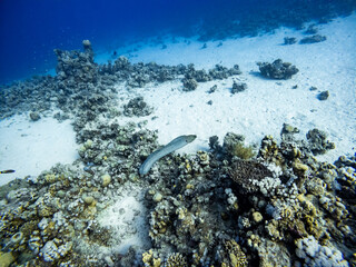 Underwater scene with a hunting giant moray eel and exotic fishes in coral reef of the Red Sea
