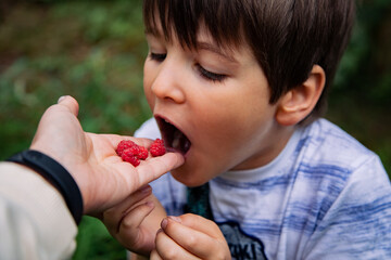 Child eating berries from dad's hand