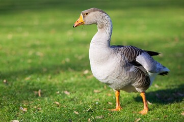 goose on the grass