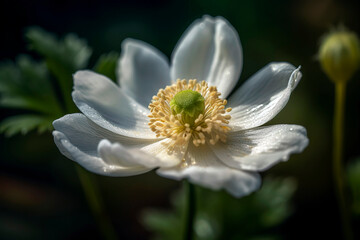 Close-up of a delicate, white anemone flower, its soft petals surrounding a golden center, set against a blurred background of rich green foliage.