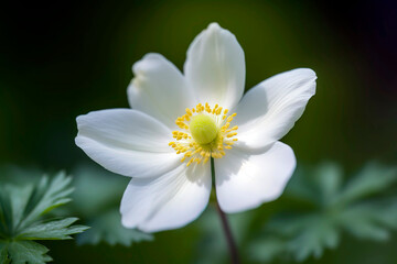 Close-up of a delicate, white anemone flower, its soft petals surrounding a golden center, set against a blurred background of rich green foliage.