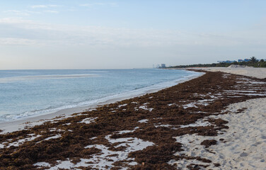 Algae on the ocean. Ecological catastrophy. Atlantic Ocean. Soft focus