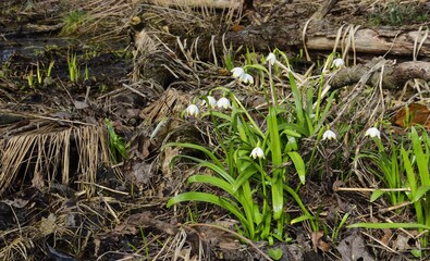 March bells on an April morning