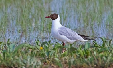 Black-headed Gull (Chroicocephalus ridibundus) is a common species in many wetlands in Turkey and Europe.