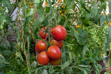 delicious and red tomatoes natural