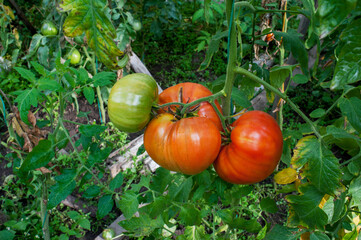 delicious and red tomatoes natural