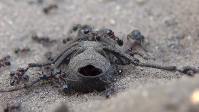 Large ants tearing to pieces devour the beetle Carabus hortensis