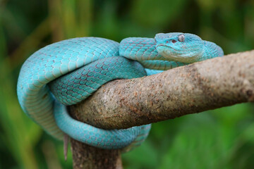 Blue viper snake closeup face, viper snake, blue insularis, Trimeresurus Insularis, animal closeup