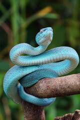 Blue viper snake closeup face, viper snake, blue insularis, Trimeresurus Insularis, animal closeup