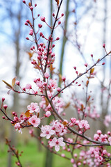 Beautiful blossoming branches on spring day, closeup