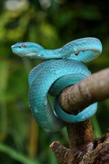 Blue viper snake closeup face, viper snake, blue insularis, Trimeresurus Insularis, animal closeup