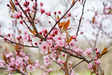 Fototapeta na wymiar Beautiful blossoming branch on spring day, closeup