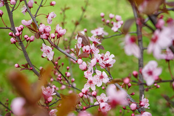 Fototapeta na wymiar Beautiful blossoming branches on spring day, closeup