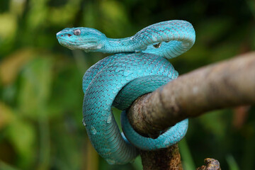 Blue viper snake closeup face, viper snake, blue insularis, Trimeresurus Insularis, animal closeup