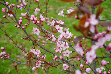 Fototapeta na wymiar Beautiful blossoming branches on spring day, closeup