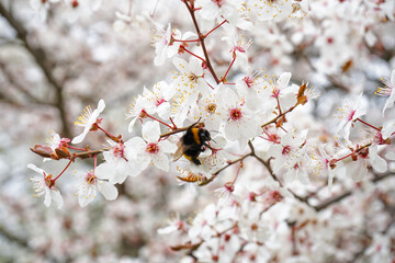 Beautiful blossoming branch with bumblebee on spring day, closeup