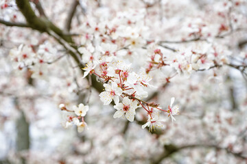 Beautiful blossoming branch on spring day, closeup