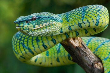 Tropidolaemus subannulatus closeup, Wagleri viper closeup head on isolated background, Closeup snake, Indonesian Viper snake