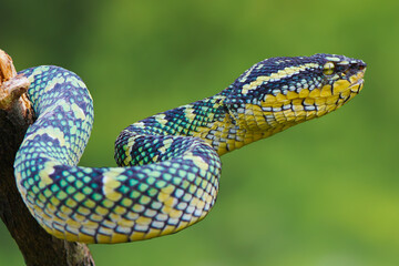 Fototapeta premium Tropidolaemus subannulatus closeup, Wagleri viper closeup head on isolated background, Closeup snake, Indonesian Viper snake