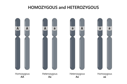 Homozygous (AA, aa) and Heterozygous (Aa).