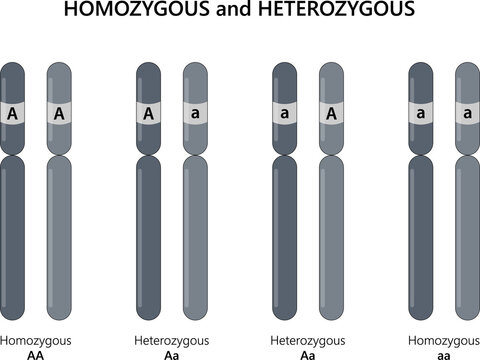 Homozygous (AA, aa) and Heterozygous (Aa).