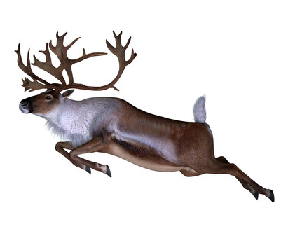Caribou Bull Jumping - The Caribou deer also called a reindeer lives in the northern regions of Europe, Siberia and North America.