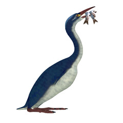 Hesperornis Bird catches Fish - Hesperornis is a genus of flightless aquatic birds that lived in the Cretaceous Period.