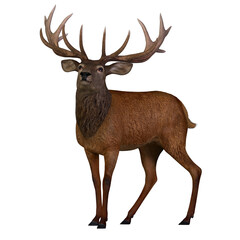 Naklejka na ściany i meble Red Deer Stag - The Red deer is native to Europe, Asia, Iran and Africa is one of the largest species of ungulates.