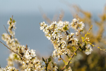 Arbre en fleur