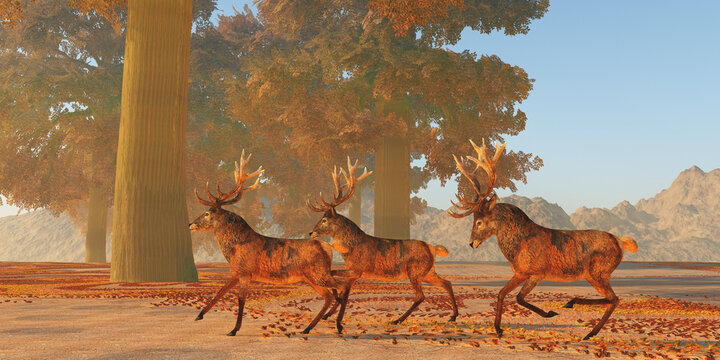 Red Deer Run - The Red deer is native to Europe, Asia, Iran and Africa is one of the largest species of ungulates.