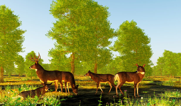 Whitetail Buck with Females - The herbivorous White-tailed deer lives in North and South America and is an abundant species. A buck guards his females in the forest.