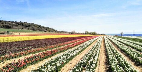 field of tulips