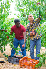 Fototapeta premium Two farmer harvesting ripe peaches in fruit garden