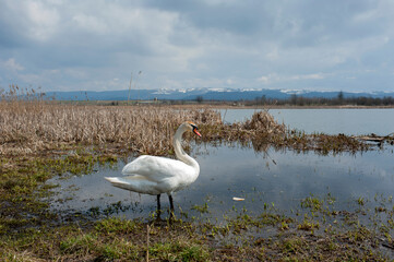 white swan paws on the ice reflecting