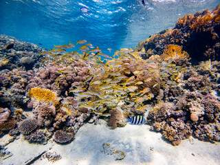 Underwater scene with a school of yellowfin goatfish in coral reef of the Red Sea
