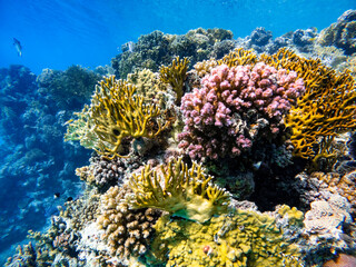 Naklejka na ściany i meble Underwater scene with exotic fishes and coral reef of the Red Sea 