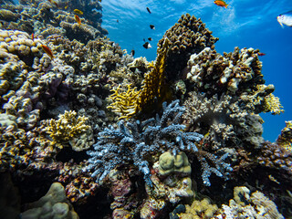 Underwater scene with exotic fishes and coral reef of the Red Sea
