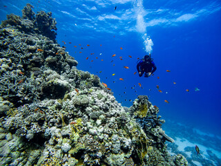 Scuba divers is diving on a Coral Reef

