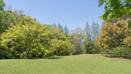 新緑が美しい春の日本の公園