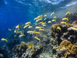Fototapeta na wymiar Underwater scene with a school of yellowfin goatfish in coral reef of the Red Sea 