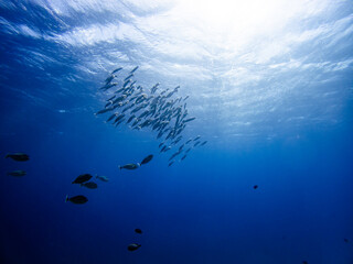 Fototapeta na wymiar Underwater scene with a school of Indian mackerels in coral reef of the Red Sea 